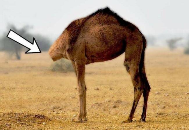 Bu heyvan necə sağ qalıb? - Görüntülər ŞOK ETDİ