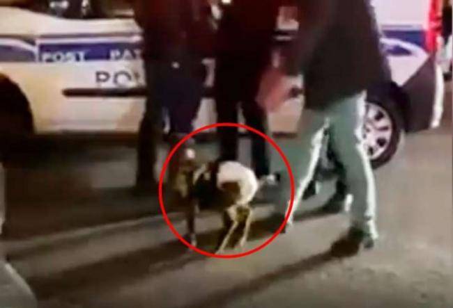 Bakıda “pampers” geyindirilən quzu ilə gəzən gəncləri polis niyə saxlayıb? -