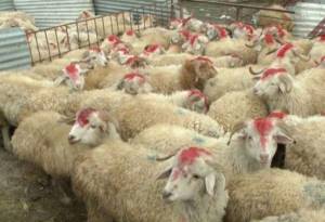 Qurban kəsimi ilə bağlı əhaliyə XƏBƏRDARLIQ -