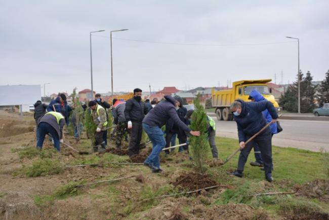 Abşeronda şəhidlərin xatirəsinə 2783 ədəd ağac əkildi -