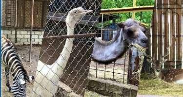 AQTA vəhşi heyvan və quşlarla bağlı monitorinqlərə başlayıb