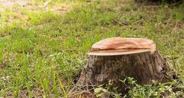 Təbiətə vurulan ziyan açıqlandı