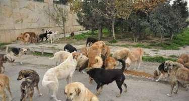 Sahibsiz it sürüsü evə hücum etdi