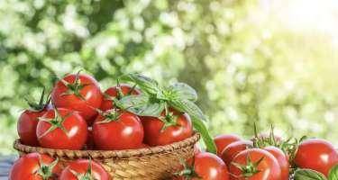 Azərbaycan 157 milyon dollarlıq tomat ixrac edib