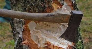 Bu rayonlarda ağacların kəsilməsi faktı ilə bağlı araşdırma başlanıldı