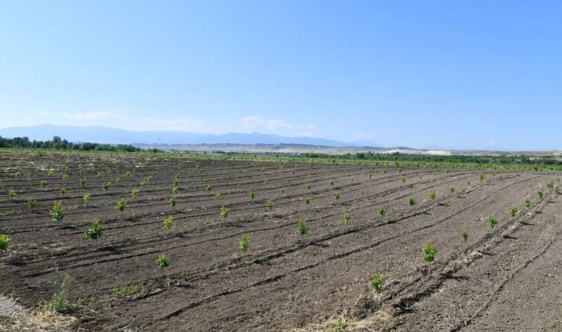 Azərbaycanda meyvə bağlarının aqrar sığortası mövsümü başlayır