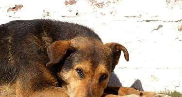 Oğuzda it kişiyə ağır xəsarət yetirdi