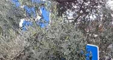 Yol nişanları görünmür, cərimə riski artır - FOTO