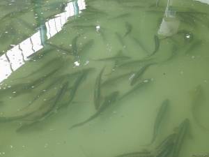 Azərbaycanda yetişdirilən ixrac potensialına malik balıq növləri açıqlanıb