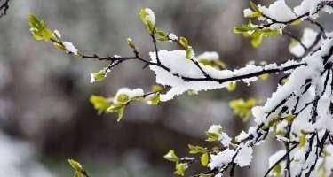 Qışın sərt keçməsi bu sahə üçün faydalıdır - AÇIQLAMA