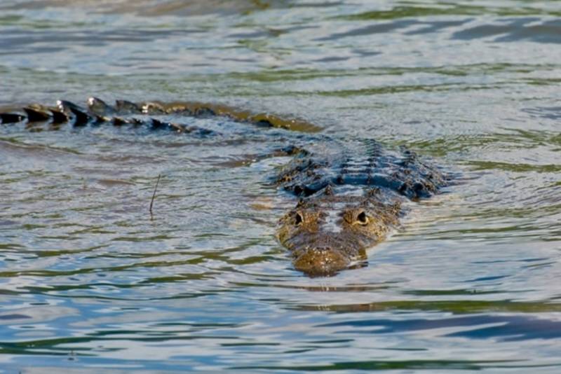 Timsahlarla dolu çay Avstraliya Olimpiadasında yarışmaq üçün yararlı hesab edilib