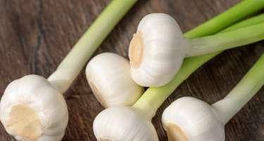 Qışda sarımsaq yeyin - bilinməyən faydaları