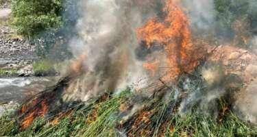 1 tona yaxın çətənə bitkisi yandırıldı