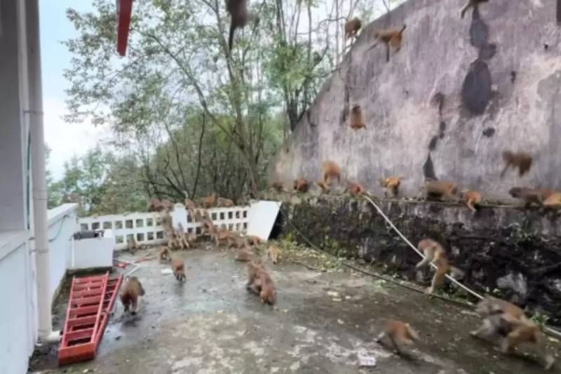 Çində Qianlinqşan Parkında Yüzə Qədər Meymun Dağdan Təşvişlə Endi: Turistlər Gizləndi Xəbər şəkili