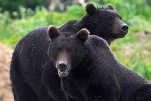Yaponiyada rekord sayda ayı hücumu qeydə alınıb Xəbər şəkili
