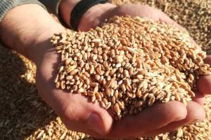 Rusiya Xarici Kəşfiyyat Xidməti: Ermənistan Ukrayna taxılının xeyrinə bizim məhsuldan imtina etmək istəyir