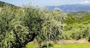 Bu meyvə yalnız 4 ölkədə yetişir - FOTO