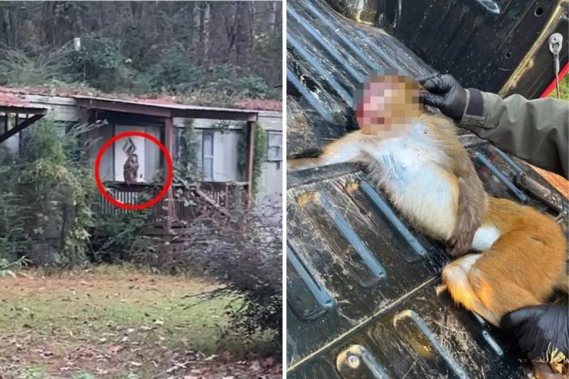 Mississippidə Ananın Hərəkəti: Uşaqlarını Qorumaq Üçün Tədqiqat Meymununu Vurdu Xəbər şəkili