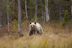 Kanadada ayının hücumu nəticəsində 11 nəfər yaralanıb Xəbər şəkili
