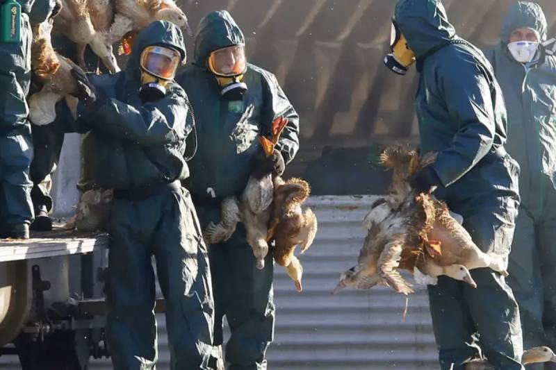 ABŞ-da Qeydə Alınan İlk Hadisə: H5N5 Quş Qripindən İnsan Ölümü