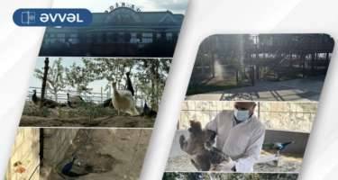 Vəhşi quşlar daşınaraq aidiyyəti üzrə təhvil verildi