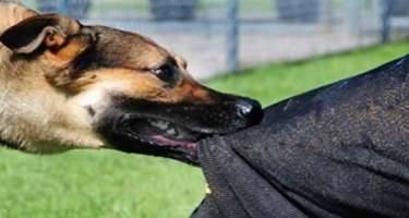 Sahibsiz itlər sakinlərə xəsarət yetirdi