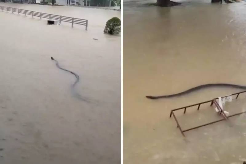 Taylandda Daşqın Fəlakəti: 33 Ölüm və Əhalidə Nəhəng İlan Panikası Xəbər şəkili