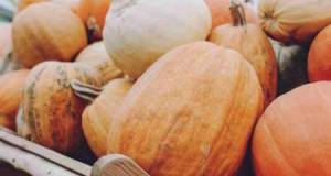 Boranının sağlamlığa xeyirləri Xəbər şəkili