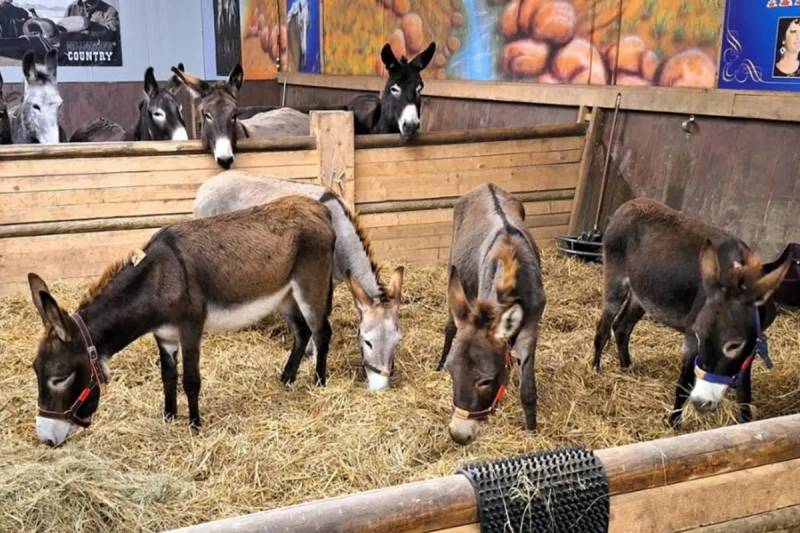 Almaniyada Təzadlı Qərar: Qəzzadan Gələn 8 Eşşəyə İcazə Verildi, Fələstinli Körpə Rədd Edildi Xəbər şəkili