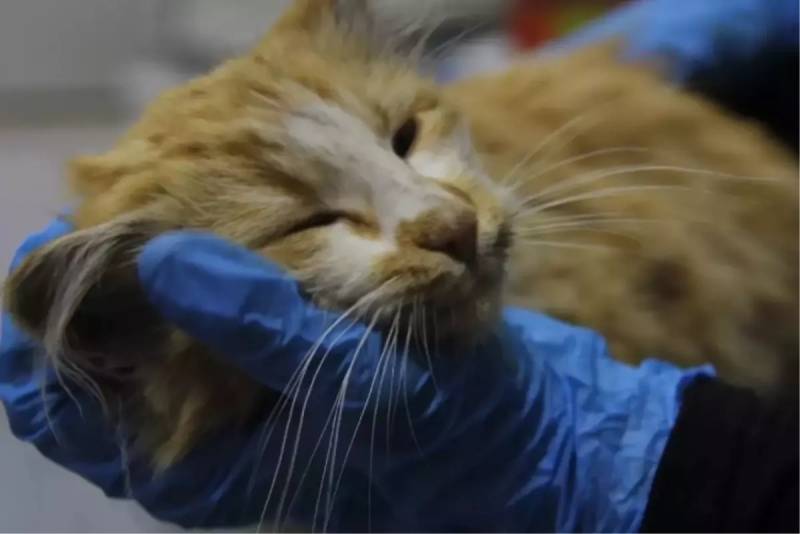 ABŞ-ın Keçmiş Vitse-Prezidenti Dik Çeyni Vəfat Etdi: Həyatı və Mübahisəli İrsi Xəbər şəkili