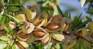 Badamın heç bilinməyən faydaları: Həkimlər xəbərdarlıq edir Xəbər şəkili