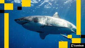 Ethereum Köpəkbalığına Bənzəyir: Hərəkəti Dayandırsa, Öz Üstünlüyünü İtirəcək Xəbər şəkili