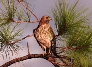 Challenger işdən çıxarmaları 20 ildən artıq müddətin rekorduna çatdı: Bu, FED-in Sərtləşməsinə necə təsir edir? Xəbər şəkili