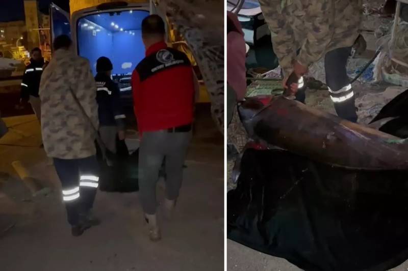 Hatayda Nəhəng Qılınc Balığı Tutuldu: 65 Min Türk Lirəsinə Satıldı