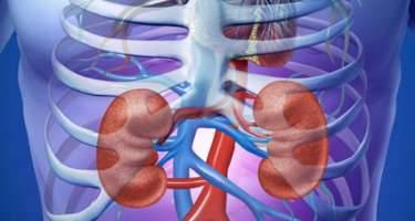 İnsan böyrəyini donuza köçürdülər