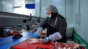 Qanunsuz heyvan kəsimi və ət satışı ilə bağlı 4748 obyektə monitorinq keçirilib