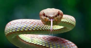 Dünyanın ən zəhərli ilanı odur - FOTO