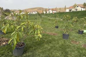 Cəbrayılın Horovlu kəndində ağacəkmə aksiyası keçirilib Xəbər şəkili