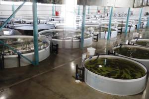 Azərbaycan Təcrübəvi Dəniz Balıqartırma Zavodu təşkilati-hüquqi formasını dəyişir Xəbər şəkili