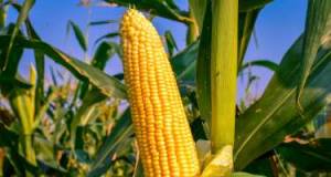 Qarğıdalı sapının xeyirləri