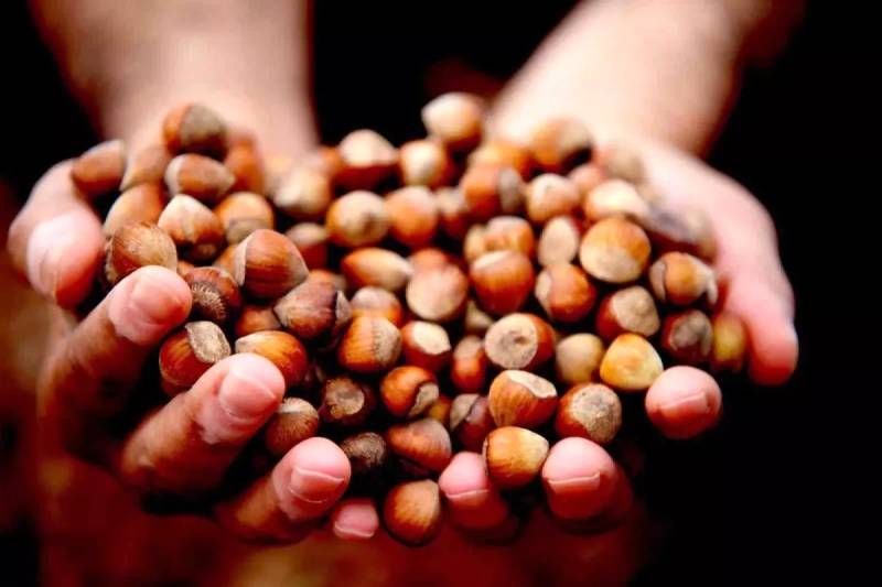 Düzce’dən Fındıq İxracatı Geri Qalır: 11 Ayda Avropaya 16 Min Tondan Çox Məhsul Göndərilib