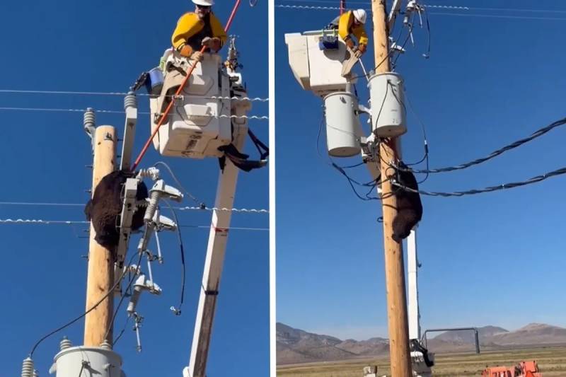 Arizonada Yüksək Gərginlikli Dirəyə Dırmaşan Ayının Həyəcanlı Xilas Edilməsi Xəbər şəkili