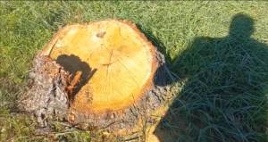 Yaşıllıqların qanunsuz kəsilməsi faktları aşkarlanıb