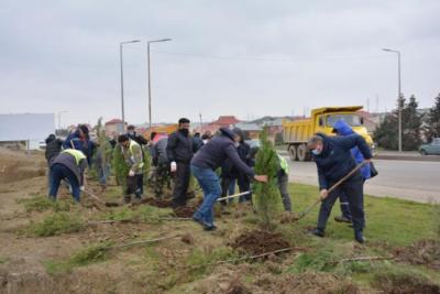 Abşeronda şəhidlərin xatirəsinə 2783 ədəd ağac əkildi -  Xəbər şəkili